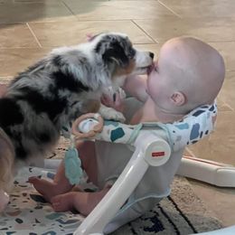 Miniature Australian Shepherd Puppies from Lockhart Mini Aussies