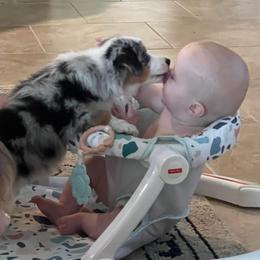 Miniature Australian Shepherd Puppies from Lockhart Mini Aussies
