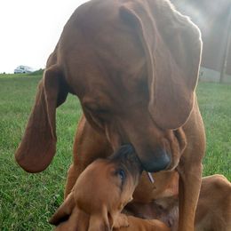 Redbone Coonhounds from Carolyn's Coonhounds