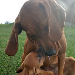 Redbone Coonhounds from Carolyn's Coonhounds