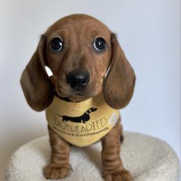 Ophelia - Red female Dachshund puppy in Royse City, Texas from Truehearted Miniature Dachshunds