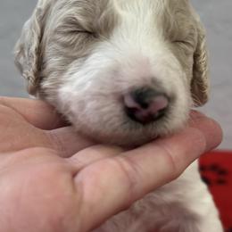 Dipstick - Parti male Poodle puppy in Chino Valley, Arizona from Whiskey Row Royals