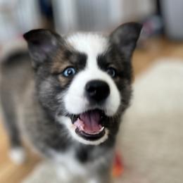 Pomskies from Pepper Pomskies
