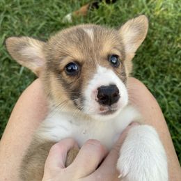 American Corgi and Pembroke Welsh Corgi Puppies from Eden Farms Corgis