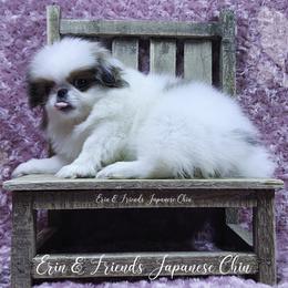 Eulalie - Sable and white female Japanese Chin puppy in Johnson City, Tennessee from Erin & Friends Japanese Chin