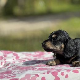 Dachshund Puppies from Ultimate_Doxies