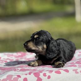 Dachshund Puppies from Ultimate_Doxies