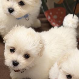 Hannah - White female Coton de Tulear puppy in Warrenton, Virginia from Four Lochs LLC