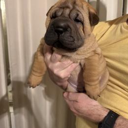 Girl 4 - Red female Chinese Shar-Pei puppy in Phoenix, Arizona from Center Stage Shar-pei