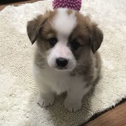 Golden Retriever and Pembroke Welsh Corgi Puppies from Shire Springs Kennels