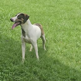 Savage - Catahoula Leopard Dog