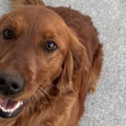 Golden Retrievers from Red Belle Golden Retrievers