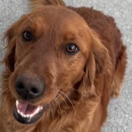 Golden Retrievers from Red Belle Golden Retrievers