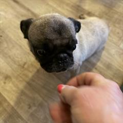 Opal - Pug