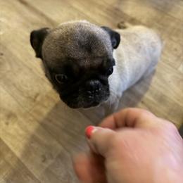 Opal - Pug