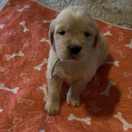 6B Mr. Mint Blue - Light golden male Golden Retriever puppy in Garland, Texas from RFGoldens