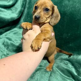 Jade - Red female Dachshund puppy in Mountain Home, Arkansas from Furry Friends Kennel