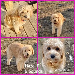 Hazel - Goldendoodle