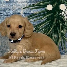 Cream Male Long Hair Dark Blue Collar - Cream male Dachshund puppy in Cleveland, Tennessee from Kelly's Doxie Farm