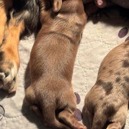 Cadbury - Chocolate and tan male Dachshund puppy in Humble, Texas from Foley Dachshunds