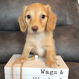Buttercup - Cream female Dachshund puppy in Stuart, Iowa from Johnson Family Corgis and more