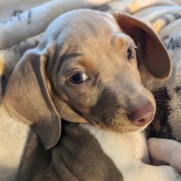 Dachshund Puppies from Goldie Girls Ranch Dachshunds