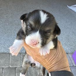 Girl 3 - Black and tan female Pembroke Welsh Corgi puppy in Ocala, Florida from Rivermont Farm