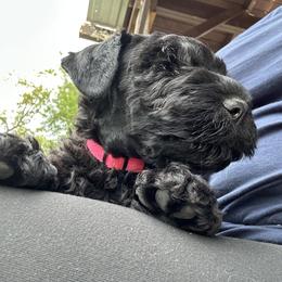 Pink - Black female Kerry Blue Terrier puppy in Ocala, Florida from Hernandez Pups