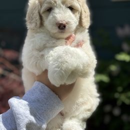Whitney - Cream Double Doodle puppy in Blue Springs, Missouri from Jeanie’s Doodles