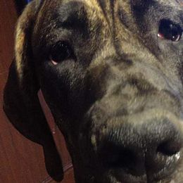 Great Danes from Port Bay Danes