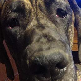Great Danes from Port Bay Danes