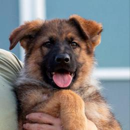Aidar vom Gannett - Sable male German Shepherd puppy in Saint John, Washington from vom Gannett
