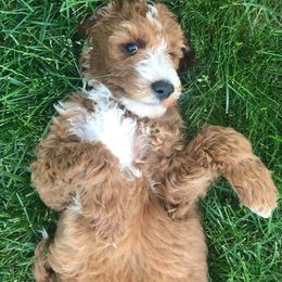 Goldendoodle Puppies from Two Ps in a Pod