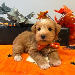 Squid (brown collar) - Wheaten male Miniature Schnauzer puppy in Hemet, California from Journee Home Mini Schnauzers