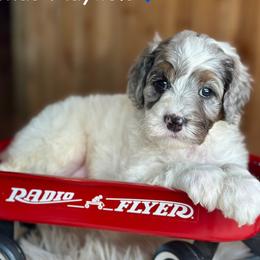 Shad Mayfield - Blue merle male Aussiedoodle puppy in Lancaster, Minnesota from Finney Ranch