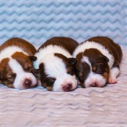 McNab Puppies from Vanir McNab Shepherds