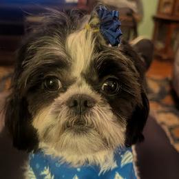 Mehija - Shih Tzu