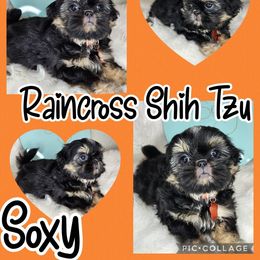Shih Tzu Puppies from Raincross Shih Tzu