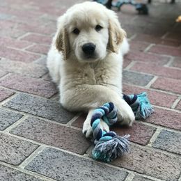 Golden Retriever Puppies from Goldens for You
