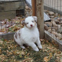 Ghost - Red merle male Australian Shepherd puppy in Colorado from Firestone Australian Shepherds