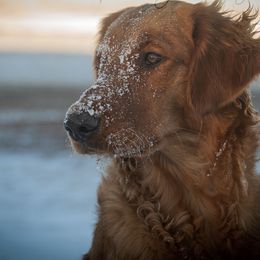Owyn - Golden Retriever
