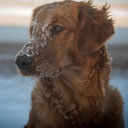 Owyn - Golden Retriever