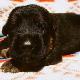 Noah (green) - Black and red male German Shepherd puppy in Union City, Ohio from Heaven’s Angels
