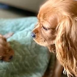 Honey - Cavalier King Charles Spaniel