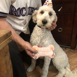 Goldendoodle Puppies from Plantation Puppies