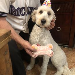 Goldendoodle Puppies from Plantation Puppies