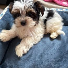 Boy Yellow - Parti male Yorkshire Terrier puppy in Massachusetts from Happy Tail Yorkies and Maltese