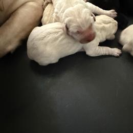 Boy 2 - Yellow male Labrador Retriever puppy in Isanti, Minnesota from Four Corners Family Labs