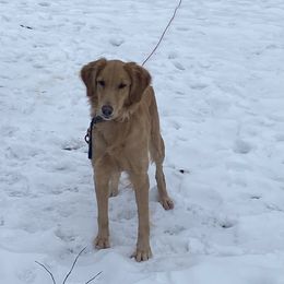 Ruby  - Golden Retriever