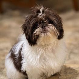 Xochitl - Shih Tzu